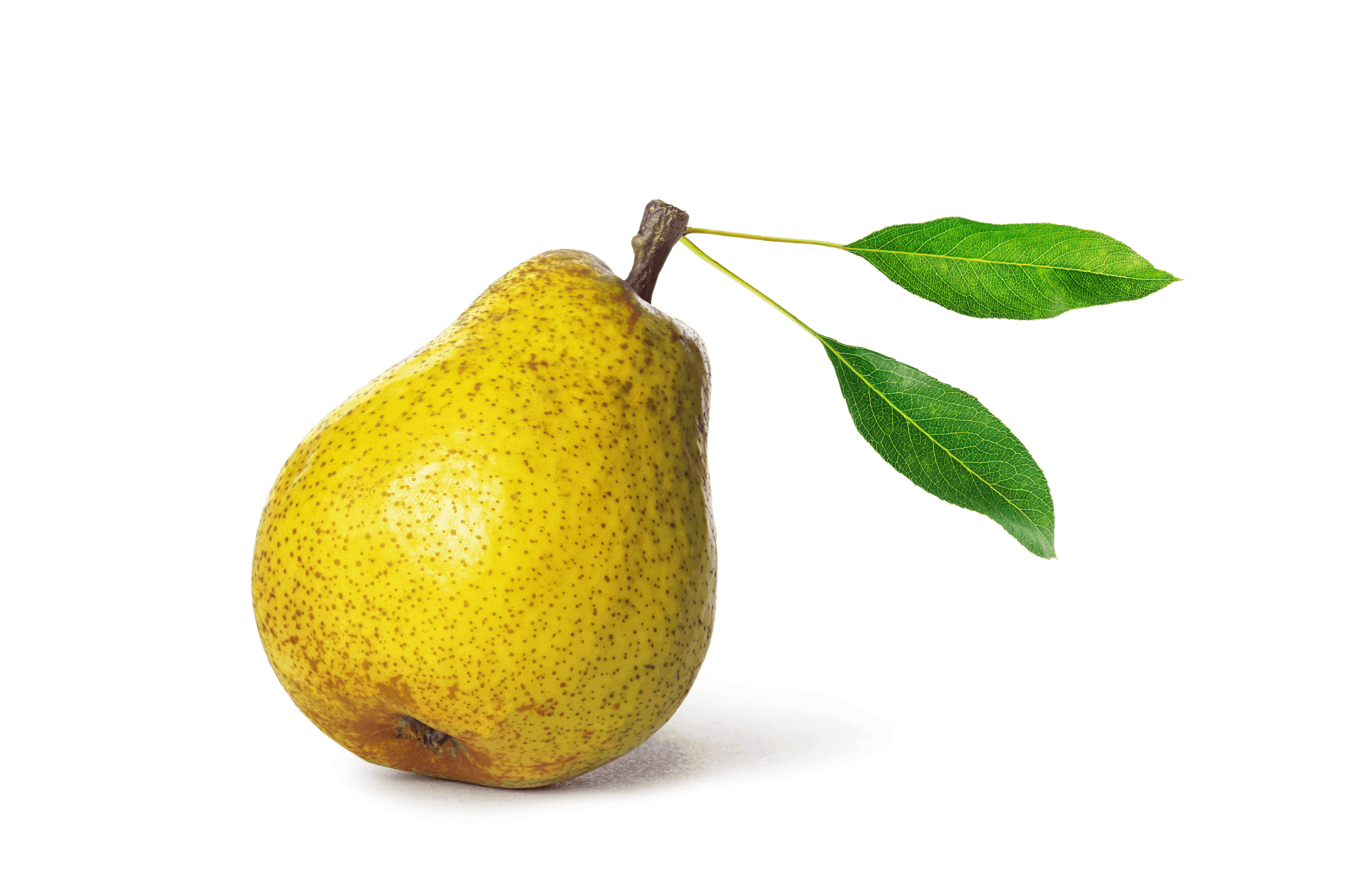 Ciderlicious - Apples & Pears 4 Ciderlicious - Apples & Pears 3