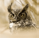 Ciderlicious - Order Cider Online 10 Wise Owl Cider
